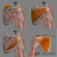 肩関節周囲炎（五十肩、四十肩）